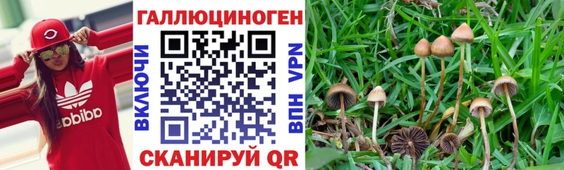 Псилоцибиновые грибы Psilocybine cubensis  гидра tor  Дегтярск 